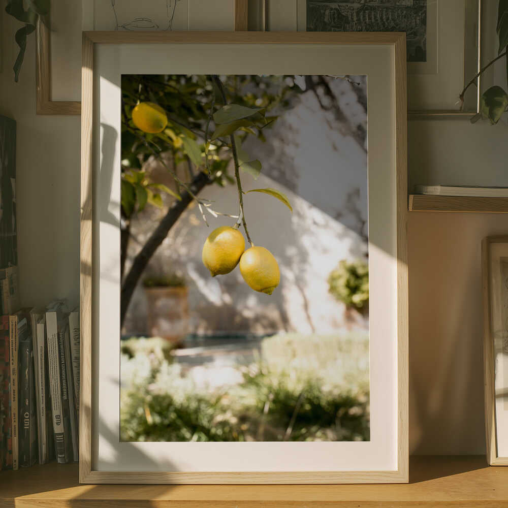 Färska citroner på träd Poster