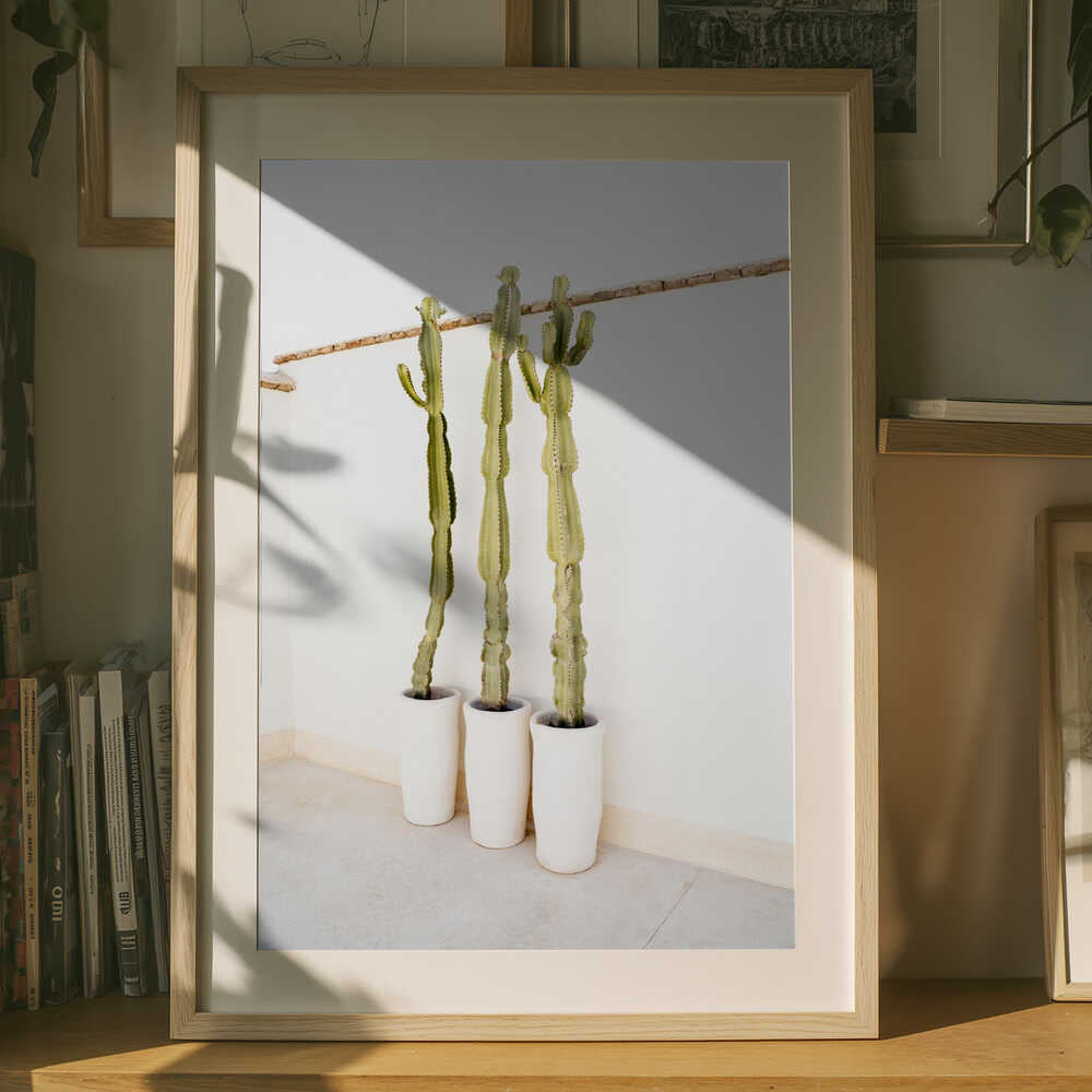 Kaktusar på vit Poster