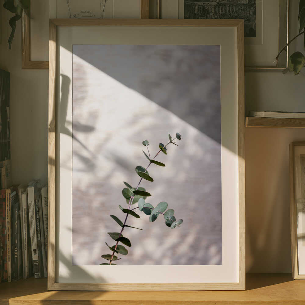 skuggbild av eukalyptusgren Poster