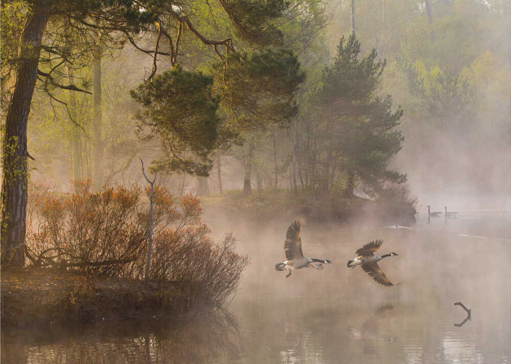 Geese misty lake poster with geese flying low over a misty lake with pine trees