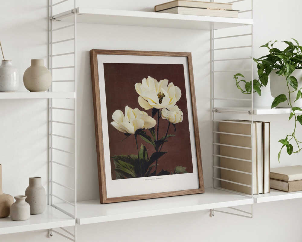 Härdaceous Peony Poster