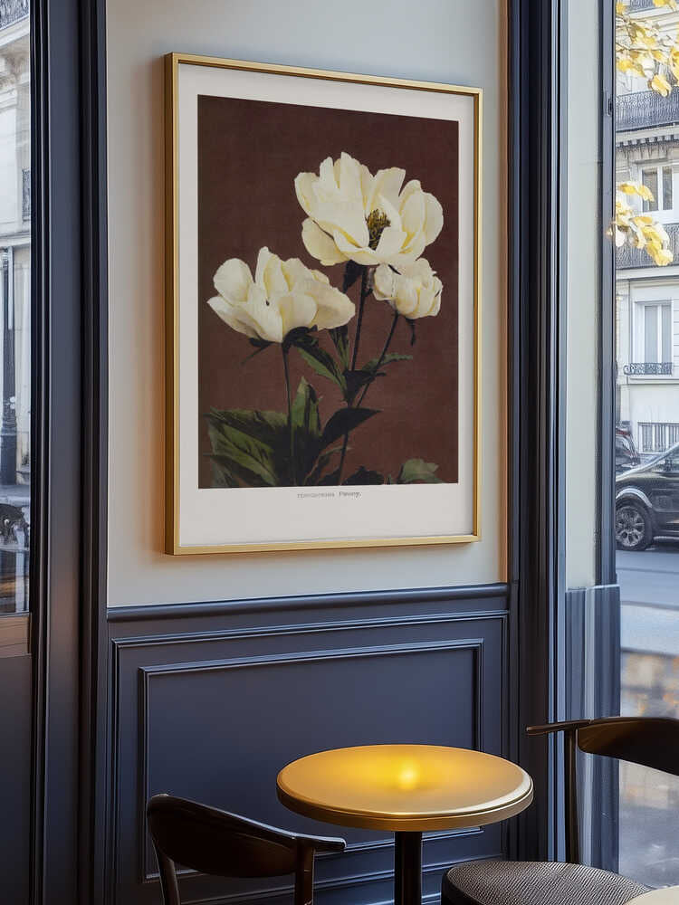 Härdaceous Peony Poster