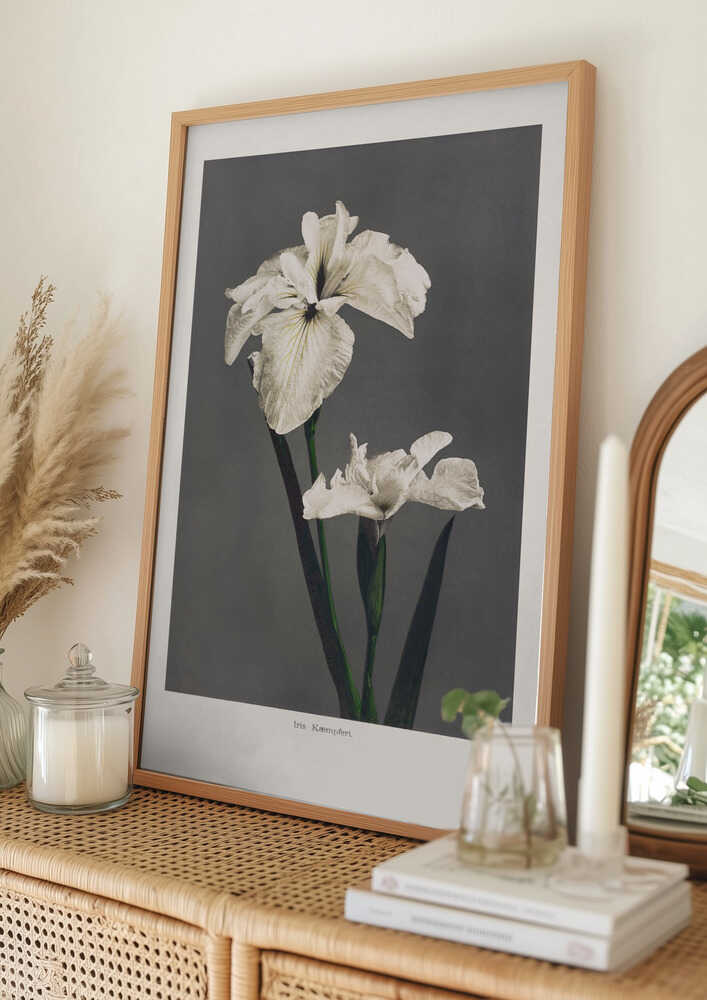 Iris Kæmpferi Poster