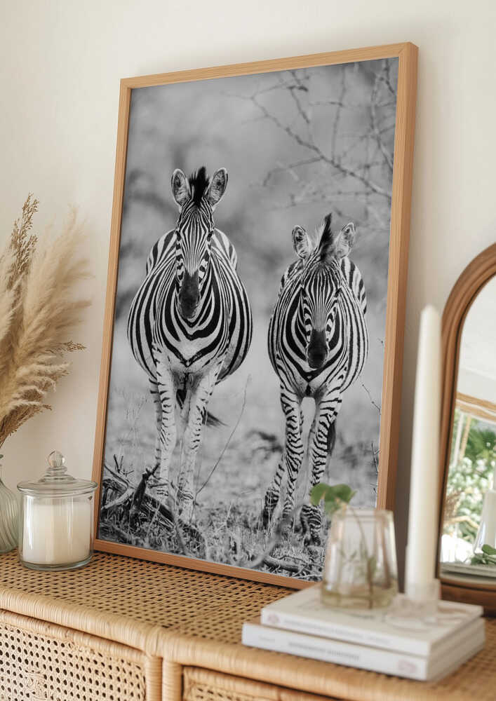 Striped Horse Front On Poster