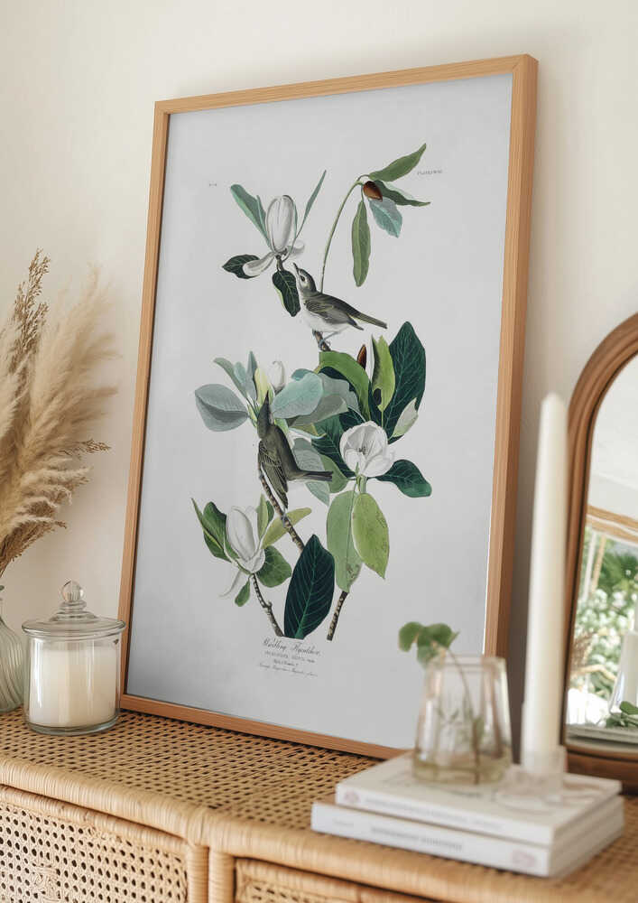 Sangdrossel fra Birds of America (1827) Plakat