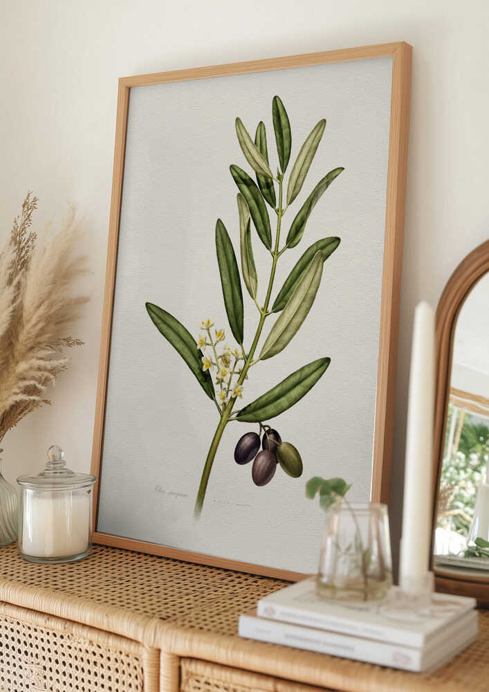 Olivkvist med frukt Poster