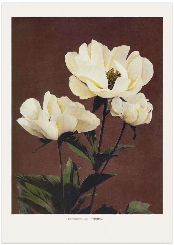 Härdaceous Peony Poster