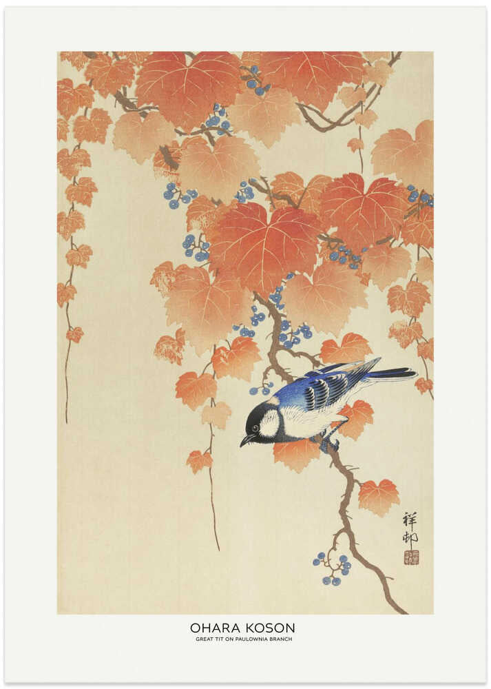 Talgoxe på Paulownia-gren