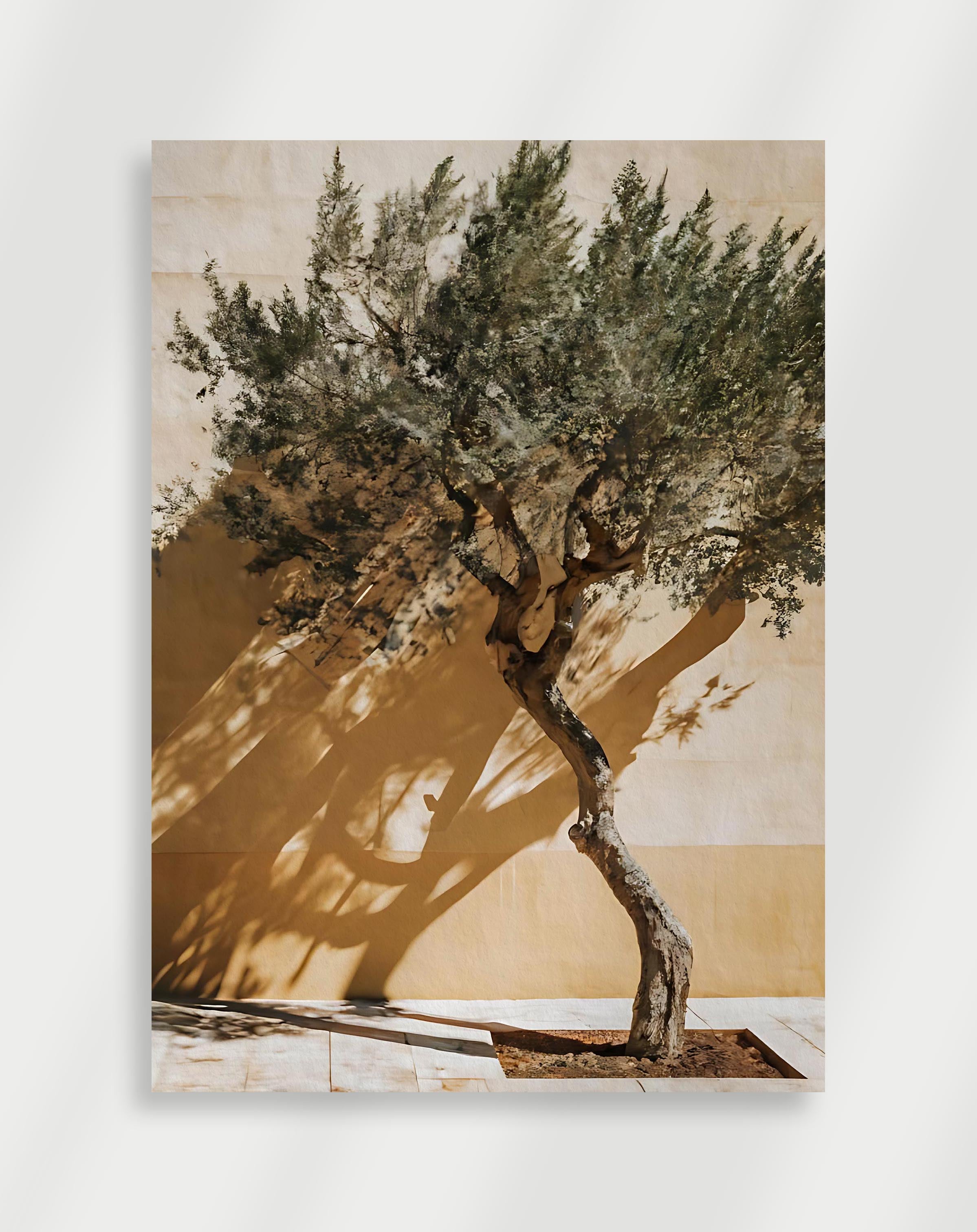Oliventræ-plakat
