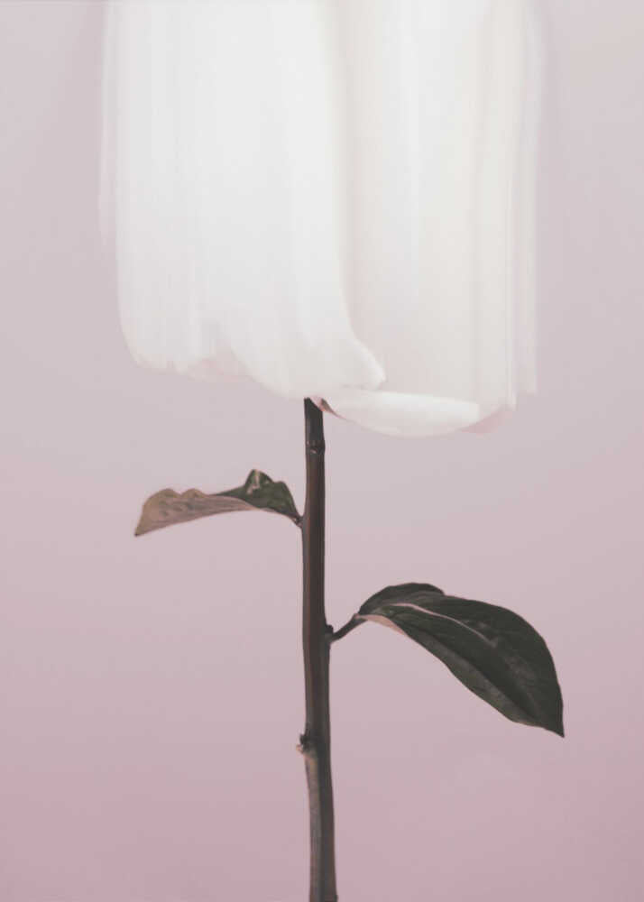 Ethereal White Bloom Poster