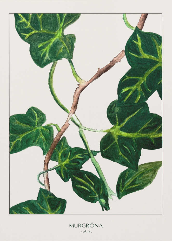 Botanisk med grön murgröna Poster