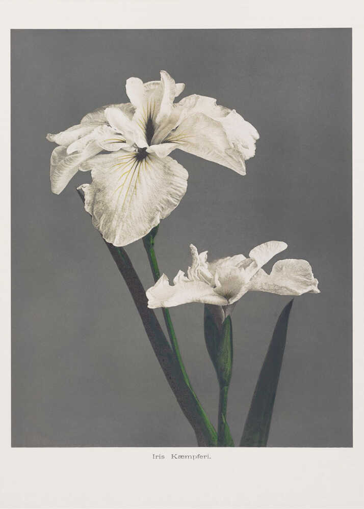 Iris Kæmpferi Poster