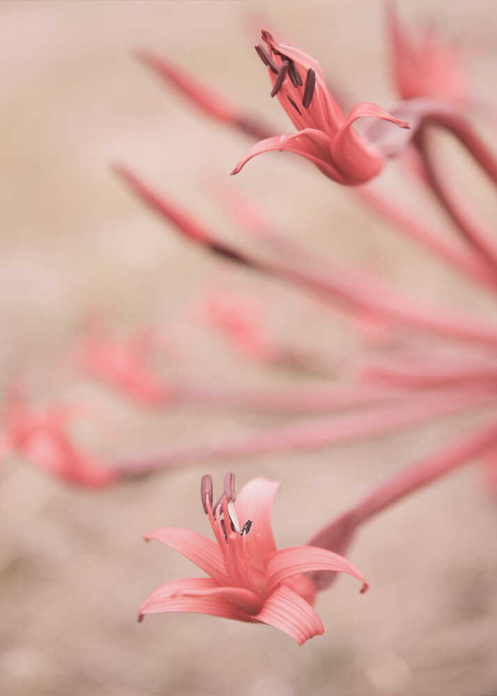 Blomblad i fokus Poster