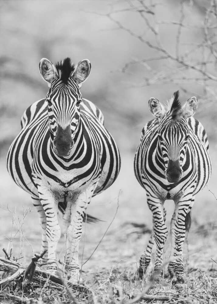 Striped Horse Front On Poster