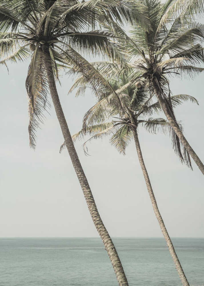 Ocean Breeze Palms Poster
