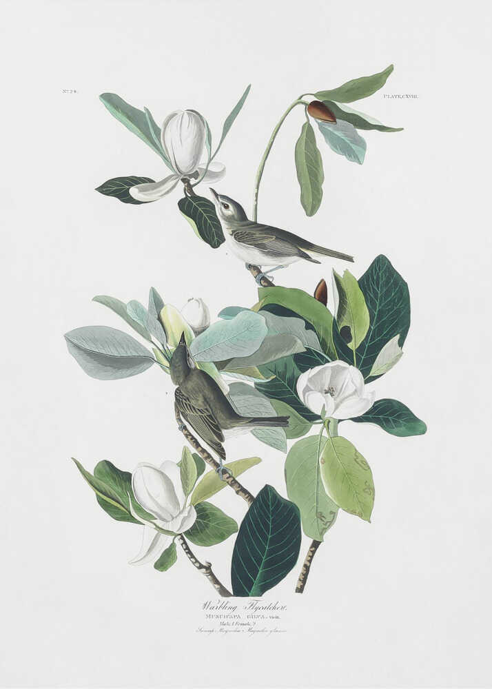 Sångflugsnappare från Birds of America (1827) Poster