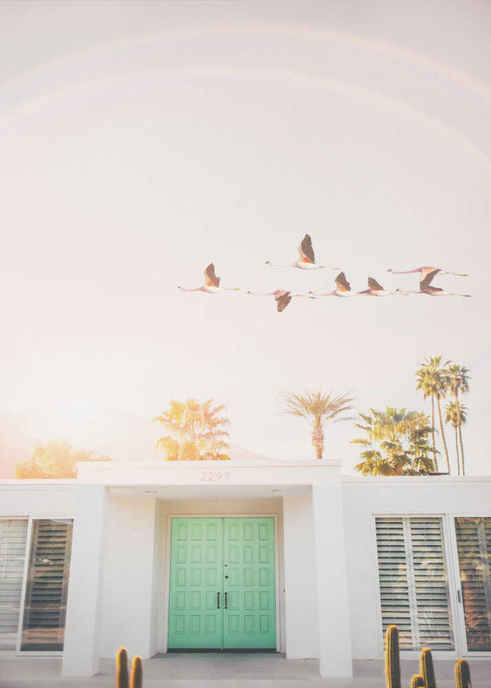 Flamingor i Palm Springs Poster