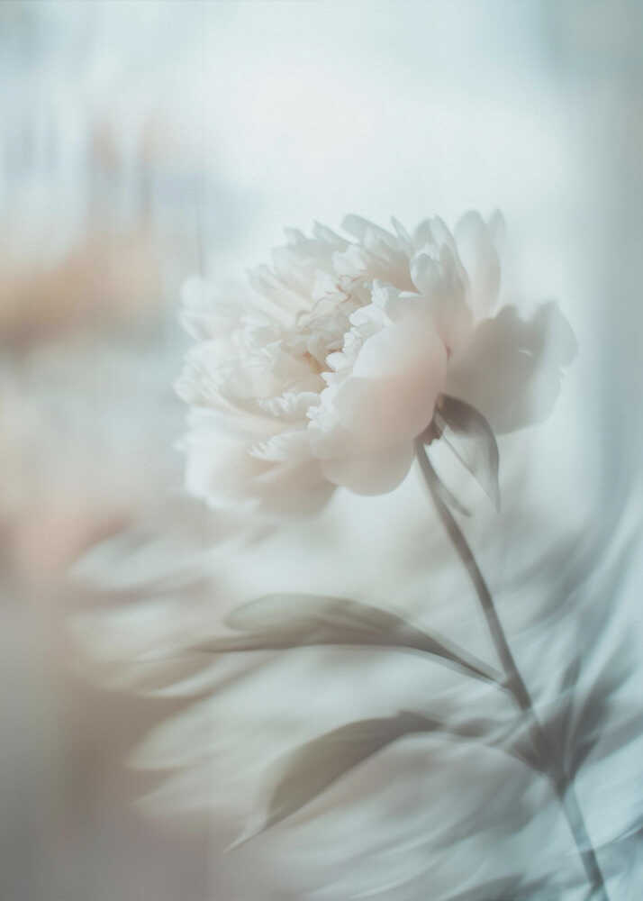 Bloom sway Poster