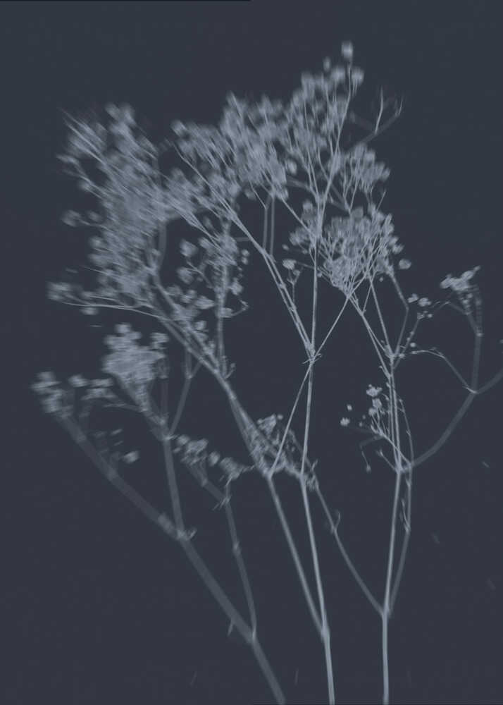 Indigo Botanical Grace Poster