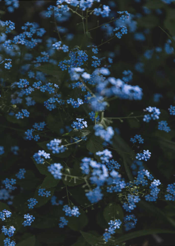 Lugna blå blommor Poster