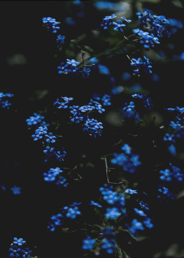 Midnattsblå Blommor Poster