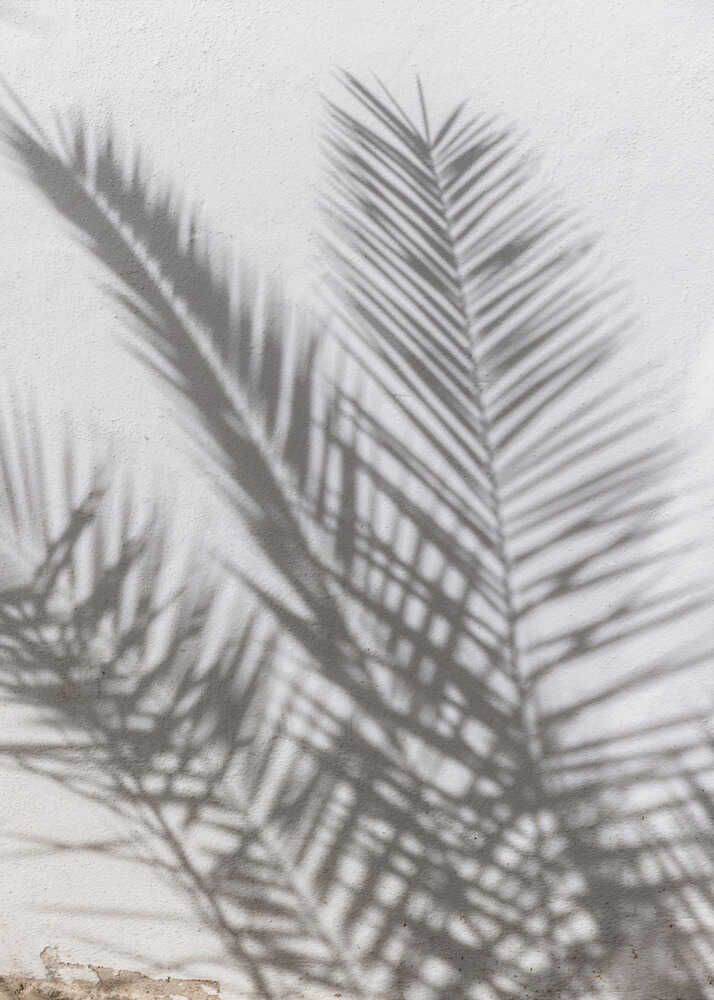 Solbelysta palmskuggor Poster