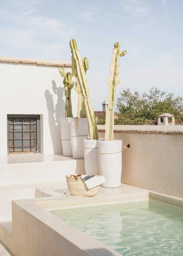 Rooftop cacti poster with tall cacti in white pots on a rooftop terrace by a pool