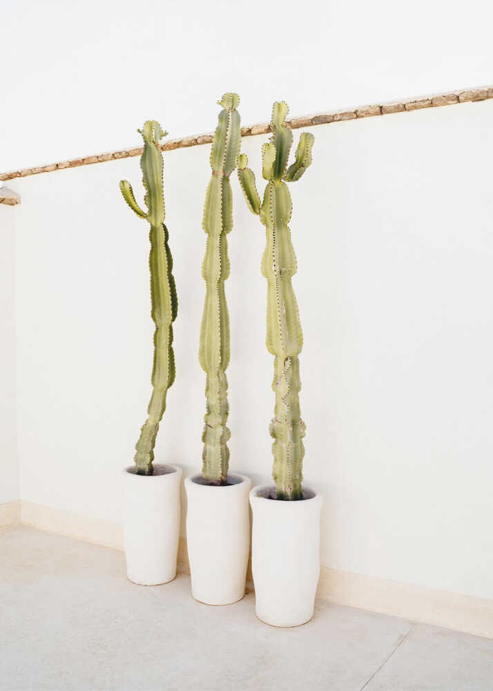 Three cacti poster with three tall green cacti in white pots against a white wall