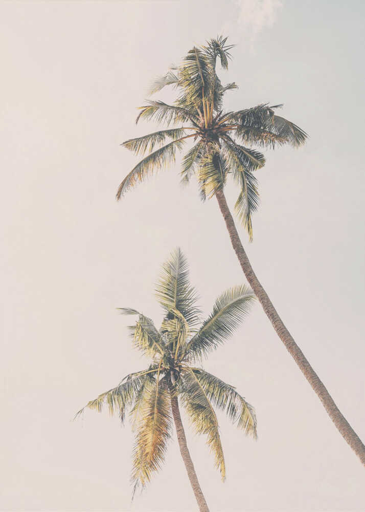 Two palms sky poster with two tall palm trees against a pale sky